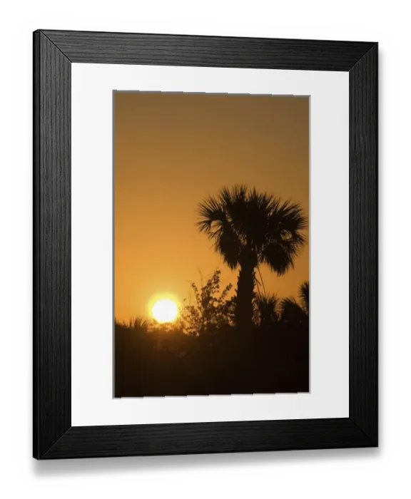 Framed Print : Palmetto Sunrise, Pelican Island National Wildlife Refuge, Florida, US