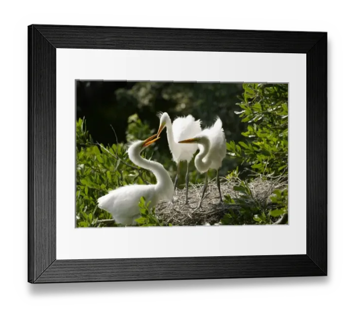 Framed Print : USA, North America, Florida