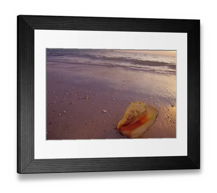 Framed Print : Queen conch onshore before sunset (Strombus gigas Linne) Florida
