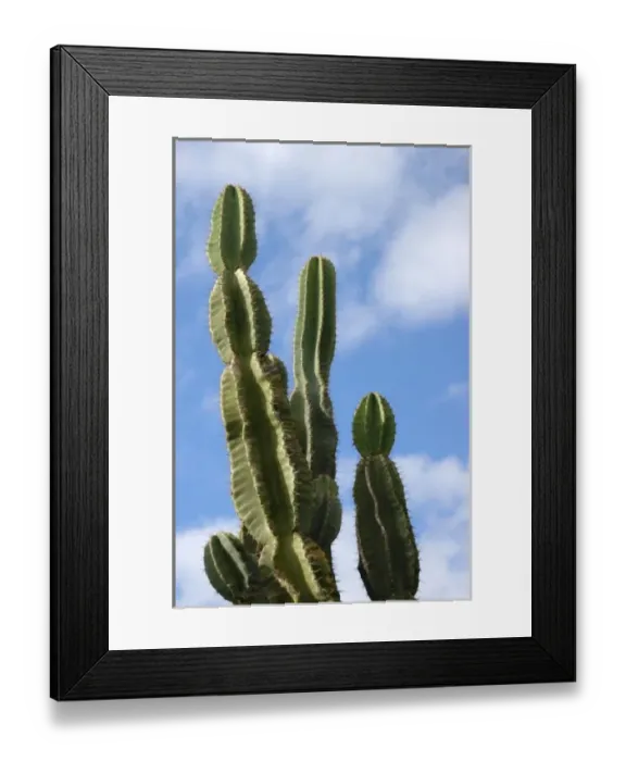 Framed Print : USA; Florida; Edgewater; Edgewater Landing; large green cactus