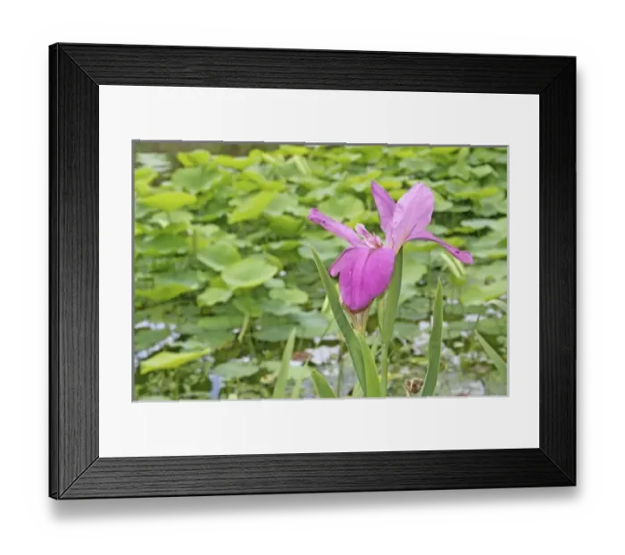 Framed Print : USA, North America, Florida