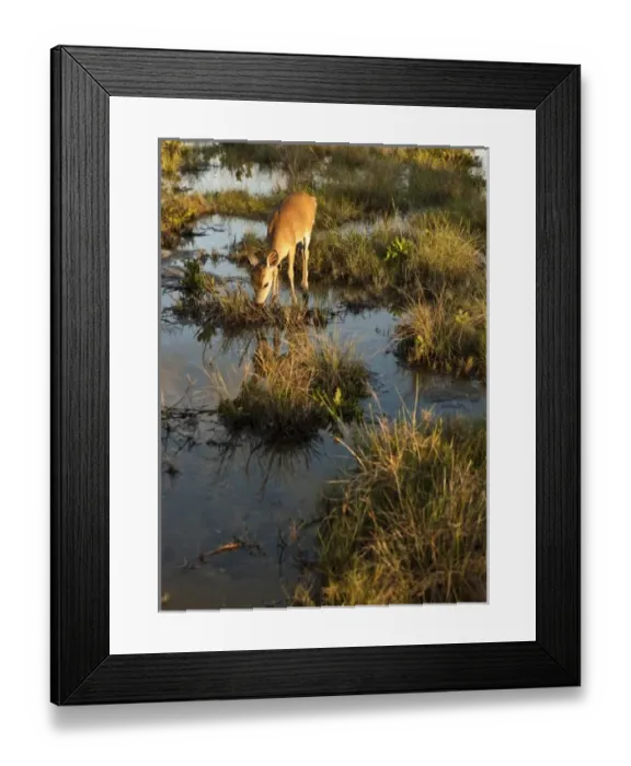 Framed Print : Endangered key deer, Odocoileus virginaus clavium, National Key Deer Refuge, Big Pine Island