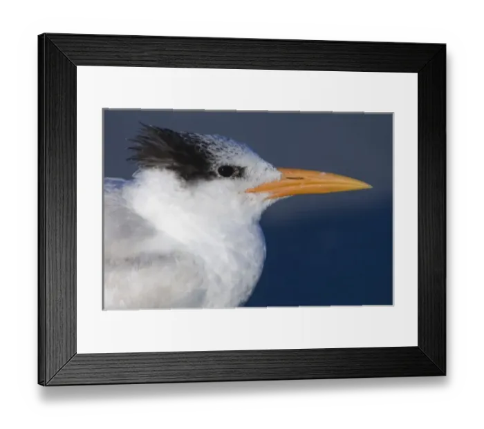 Framed Print : USA, North America, Florida Framed Print : USA, North America, Florida