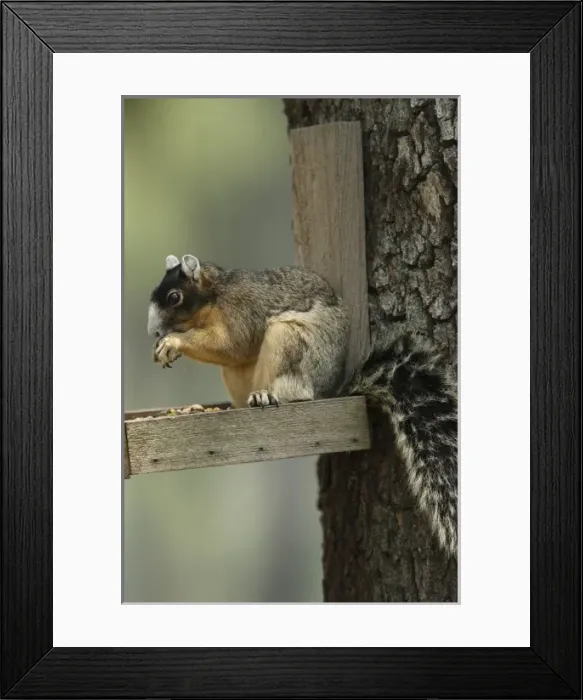 Framed Print : USA, North America, Florida