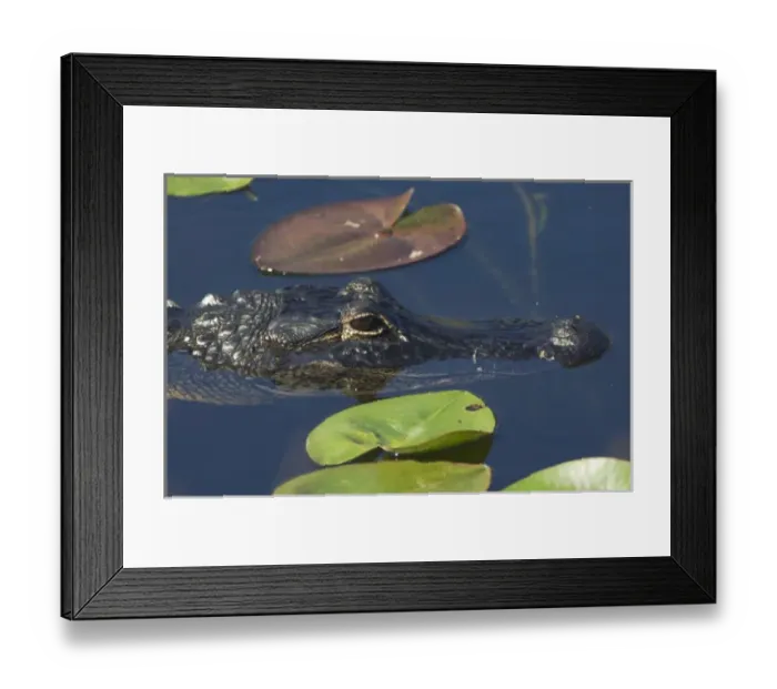 Framed Print : USA, North America, Florida Framed Print : USA, North America, Florida