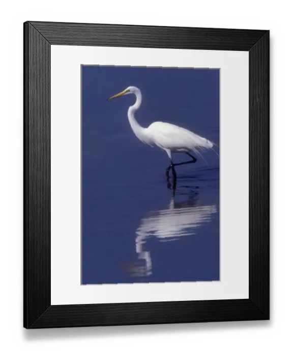 Framed Print : USA, Florida, Sanabel, , Ding Darling National Wildlife Refuge, Great Egret Framed Print : USA, Florida, Sanabel, , Ding Darling National Wildlife Refuge, Great Egret
