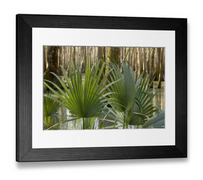 Framed Print : USA, North America, Florida Framed Print : USA, North America, Florida