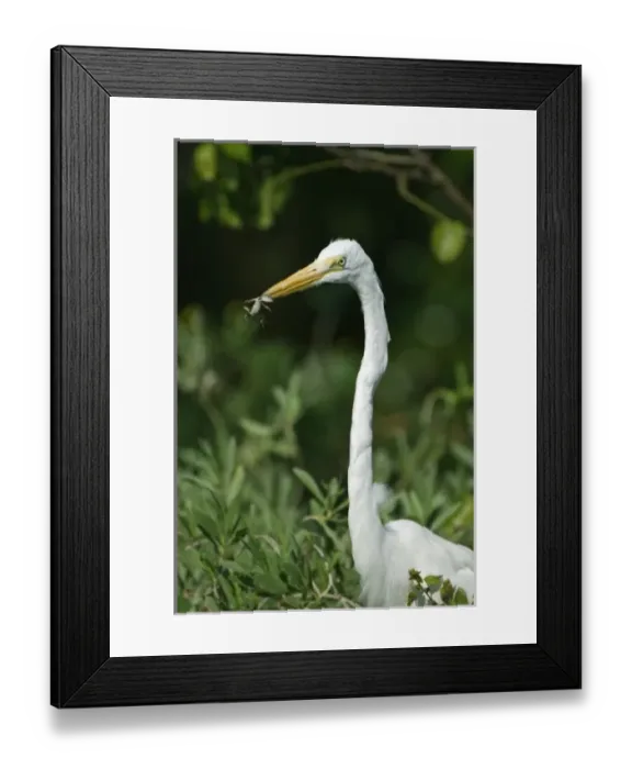 Framed Print : USA, FL, Sanibel, Ding Darling NWR, Great White Egret (Egretta alba) Eating Lizard Framed Print : USA, FL, Sanibel, Ding Darling NWR, Great White Egret (Egretta alba) Eating Lizard