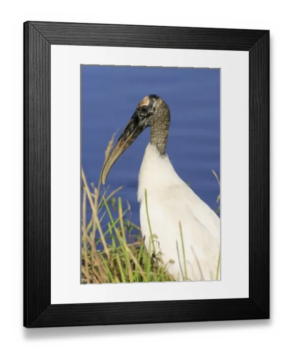 Framed Print : Wood stork (Mycteria americana) Anhinga Trail, Everglades National Park, Florida