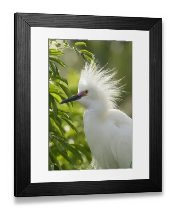 Framed Print : USA, North America, Florida Framed Print : USA, North America, Florida