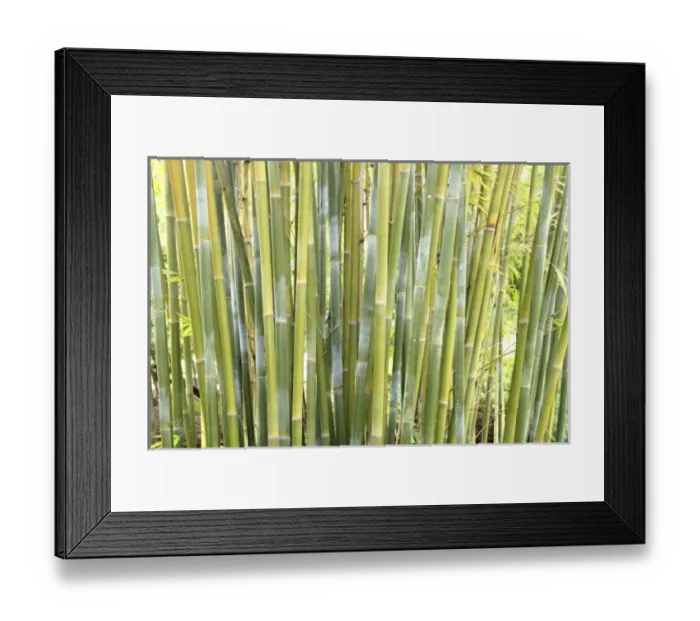 Framed Print : USA, North America, Florida