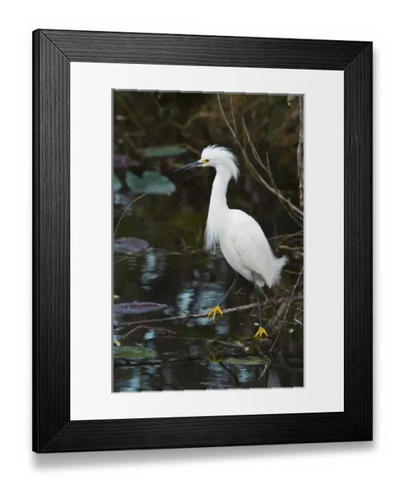 Framed Print : USA, FL, Everglades NP, Snowy Egret (Egretta thula)