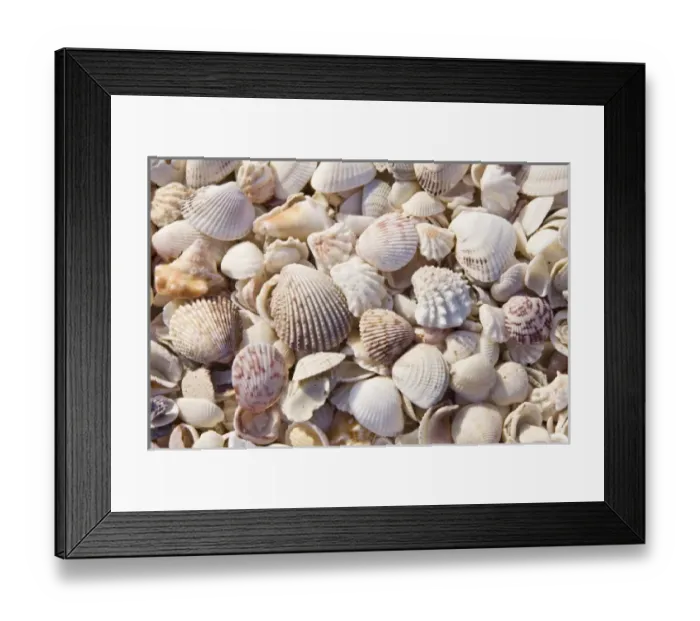 Framed Print : USA, FL, Sanibel, Seashells Washed up on Beach Framed Print : USA, FL, Sanibel, Seashells Washed up on Beach