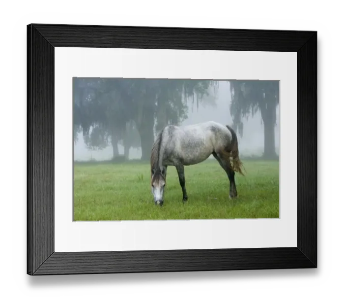 Framed Print : USA, North America, Florida