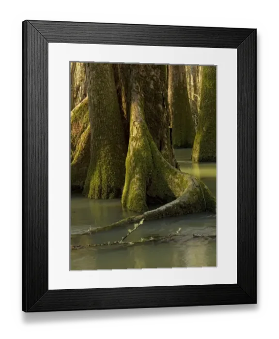 Framed Print : USA, North America, Florida Framed Print : USA, North America, Florida