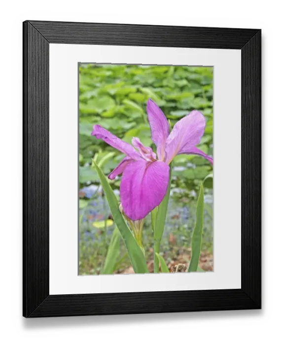 Framed Print : USA, North America, Florida Framed Print : USA, North America, Florida