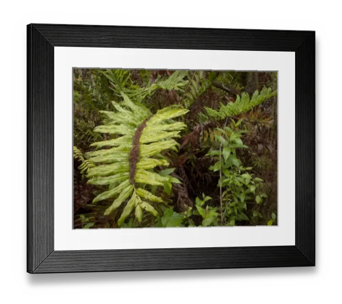 Framed Print : USA, North America, Florida Framed Print : USA, North America, Florida