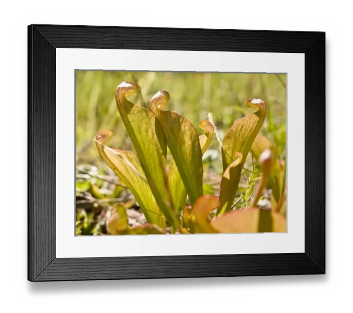 Framed Print : USA, North America, Florida Framed Print : USA, North America, Florida