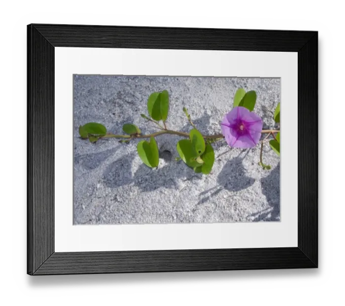 Framed Print : Railroad Vine (Ipomoea pes-caprae) Captiva Island, Florida Framed Print : Railroad Vine (Ipomoea pes-caprae) Captiva Island, Florida