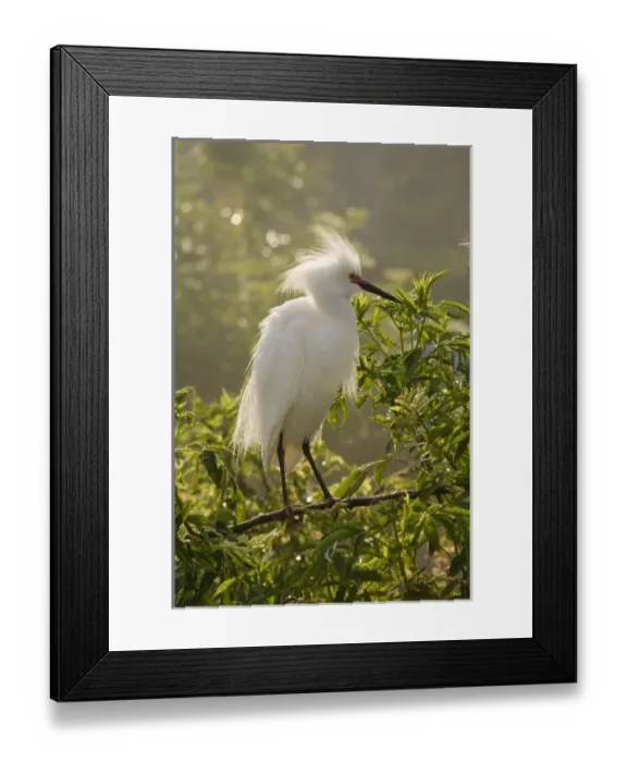 Framed Print : USA, North America, Florida