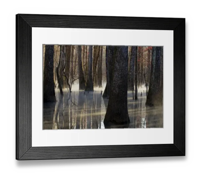 Framed Print : Reflections, cool morning mist, inside a floodplain forest, Florida Caverns State Park Framed Print : Reflections, cool morning mist, inside a floodplain forest, Florida Caverns State Park