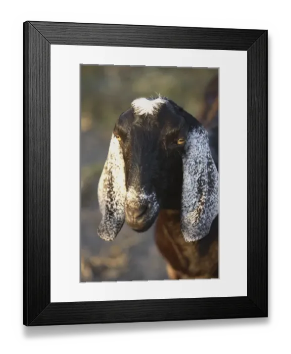Framed Print : Nubian purebred goat doe Framed Print : Nubian purebred goat doe