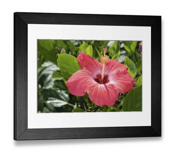 Framed Print : Ornamental TropicalFLora, Windsor, Florida, US