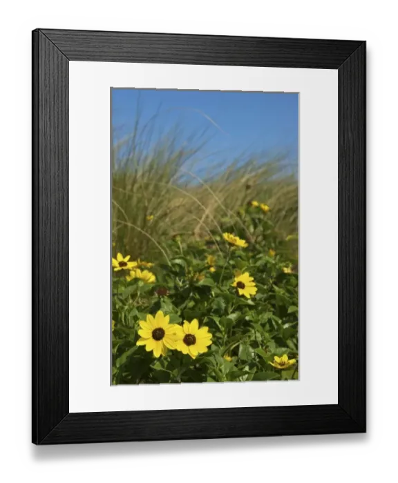 Framed Print : USA, Florida, Flagler, Palm Coast, yellow daisies and ornamental grass