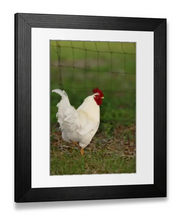 Framed Print : USA, North America, Florida