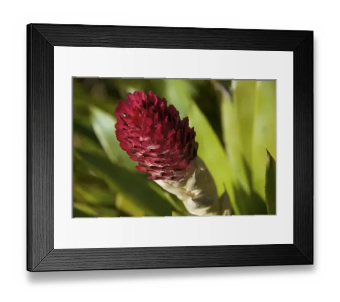 Framed Print : USA, North America, Florida Framed Print : USA, North America, Florida