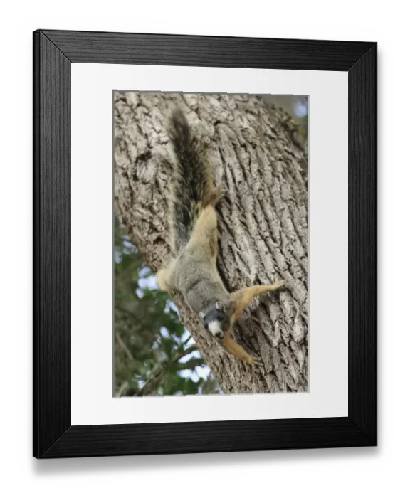 Framed Print : USA, North America, Florida Framed Print : USA, North America, Florida