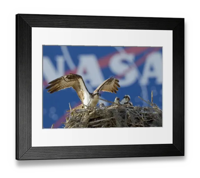 Framed Print : Osprey adult landing in nest by the Vehicle Assembly Building, (VAB) at Cape Canaveral Framed Print : Osprey adult landing in nest by the Vehicle Assembly Building, (VAB) at Cape Canaveral