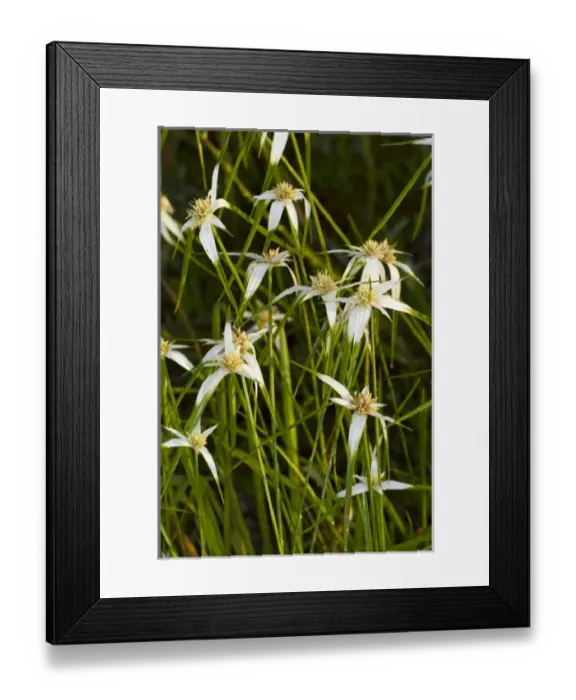 Framed Print : White tops, Star rush (Rhynchospora colorata), Kissimmee Prairie Preserve State Park
