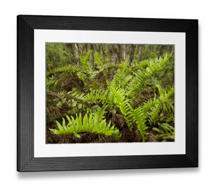 Framed Print : USA, North America, Florida Framed Print : USA, North America, Florida