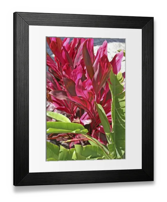 Framed Print : Tropical plant Vizcaya Museum and Gardens Miami Florida Framed Print : Tropical plant Vizcaya Museum and Gardens Miami Florida
