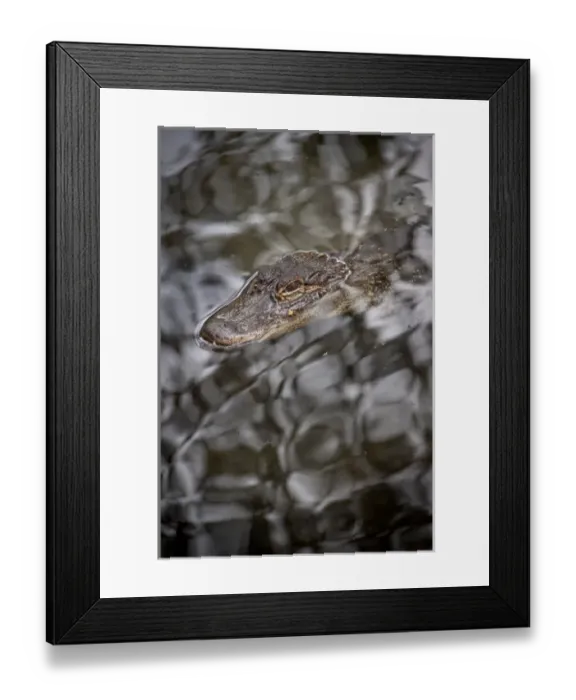 Framed Print : Alligator, St. Augustine Alligator Farm, St. Augustine, FL
