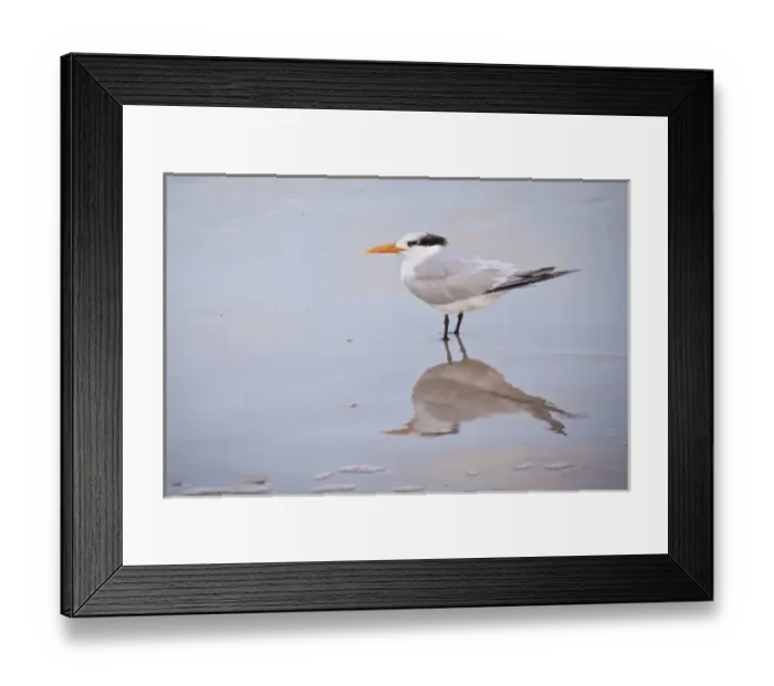 Framed Print : Royal tern, Atlantic Ocean beach, Daytona Beach, FL