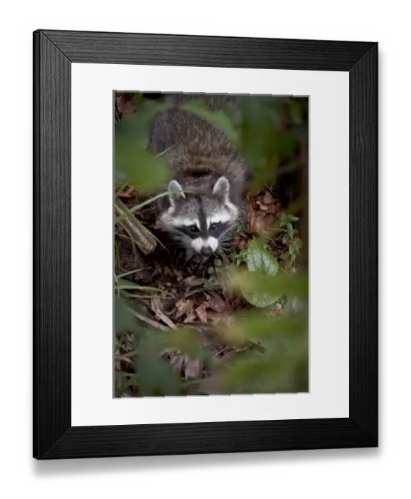 Framed Print : USA, North America, Florida Framed Print : USA, North America, Florida