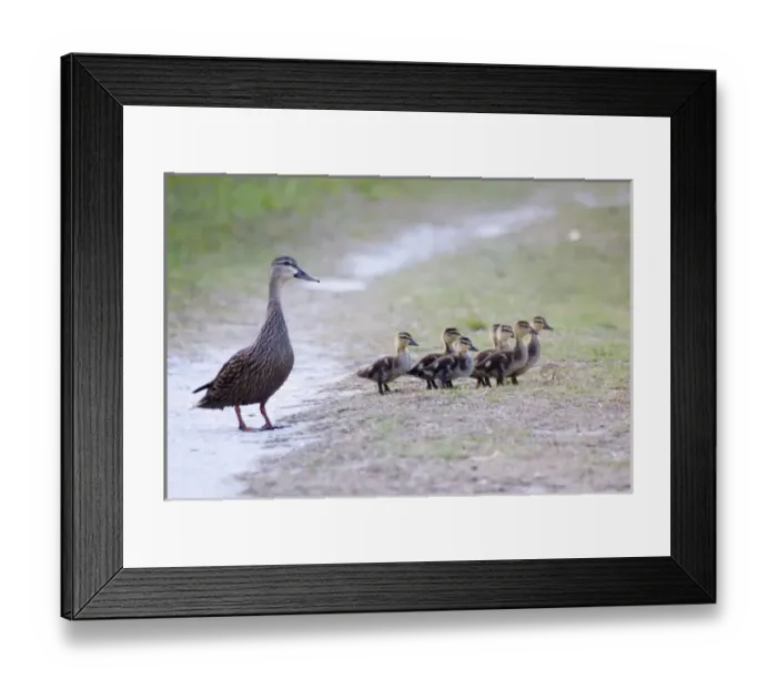 Framed Print : USA, North America, Florida