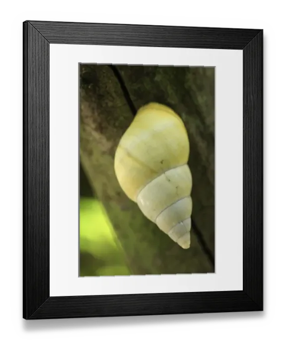 Framed Print : Unknown. Florida tree snail. Liguus fasciatus