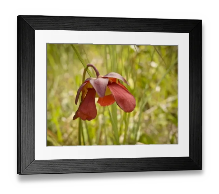 Framed Print : USA, North America, Florida Framed Print : USA, North America, Florida