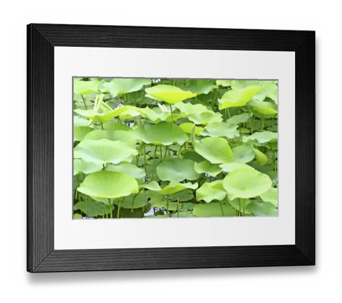 Framed Print : USA, North America, Florida Framed Print : USA, North America, Florida
