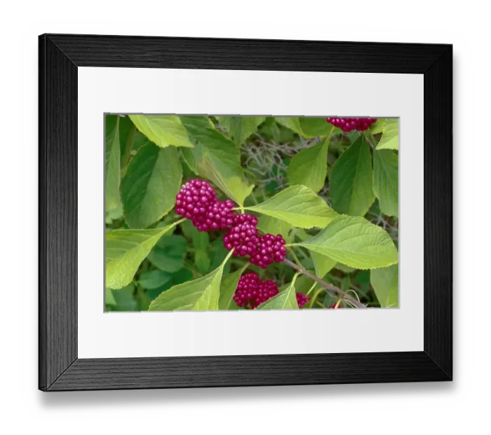 Framed Print : USA, North America, Florida Framed Print : USA, North America, Florida