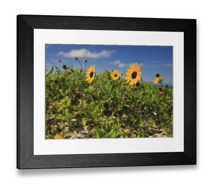 Framed Print : USA, North America, Florida Framed Print : USA, North America, Florida