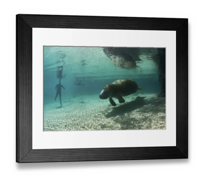 Framed Print : USA, Florida, Crystal River. Florida Manatee