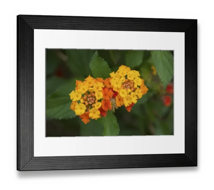 Framed Print : USA, North America, Florida Framed Print : USA, North America, Florida
