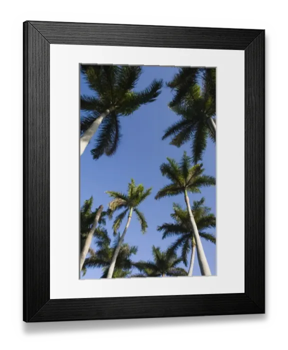 Framed Print : USA, Florida, Miami: Deering Estate at Cutler, One Time Home of Charles Deering, now a museum Framed Print : USA, Florida, Miami: Deering Estate at Cutler, One Time Home of Charles Deering, now a museum