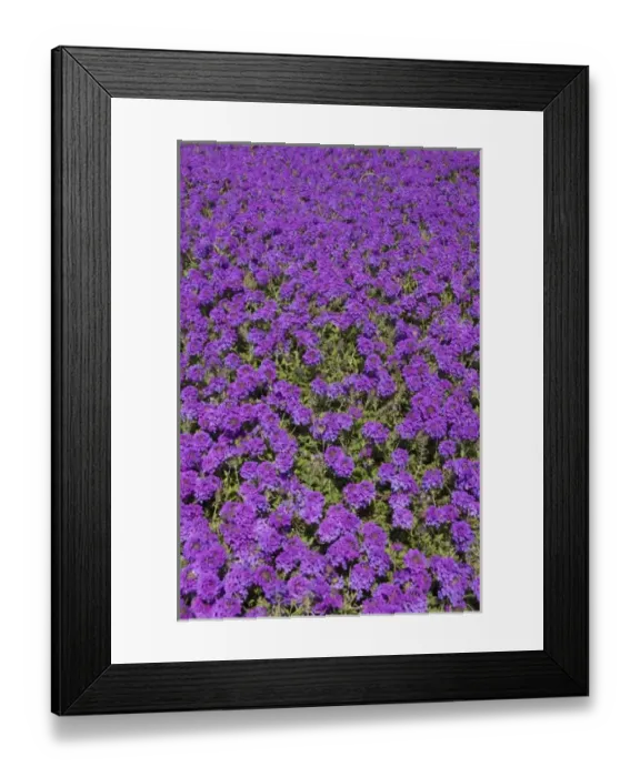 Framed Print : USA, Florida, Flagler, Palm Coast, purple flowers at Ginn Hammock Beach Resort Framed Print : USA, Florida, Flagler, Palm Coast, purple flowers at Ginn Hammock Beach Resort