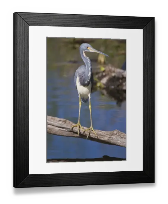 Framed Print : USA, Florida, Everglades NP, Tricolor Heron (Egretta tricolor)