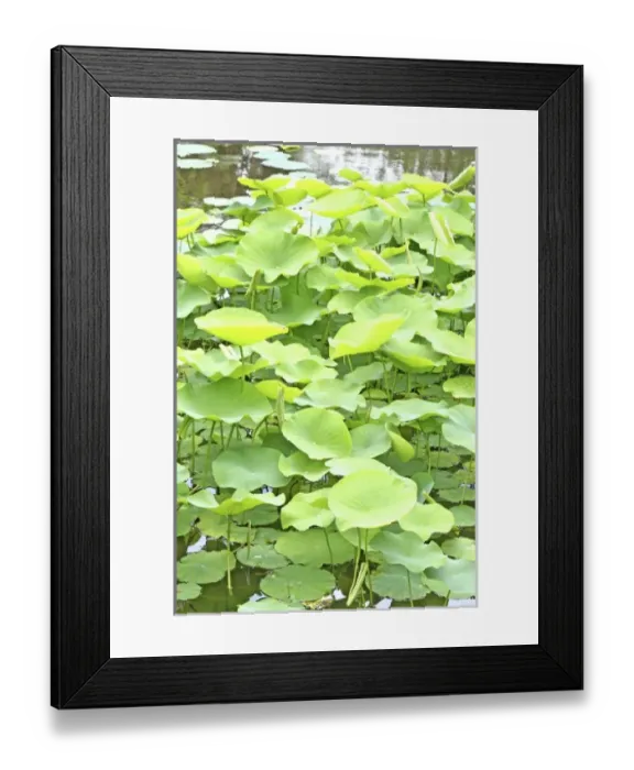 Framed Print : USA, North America, Florida Framed Print : USA, North America, Florida